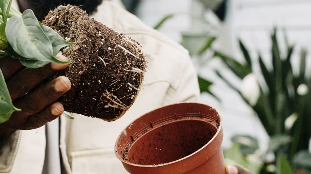 Close-up of someone removing an outdoor plant from a plastic nursery pot