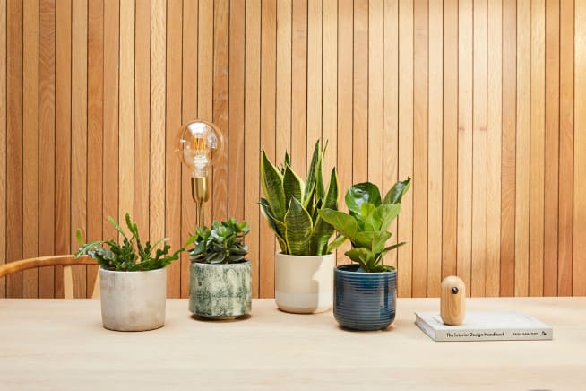Zig zag cactus in a light grey concrete pot, green succulent in a green fractured pot, snake plant in a light grey concrete pot and small fidle leaf fig plant in a navy blue ceramic pot grouped together, on top of a table top.
