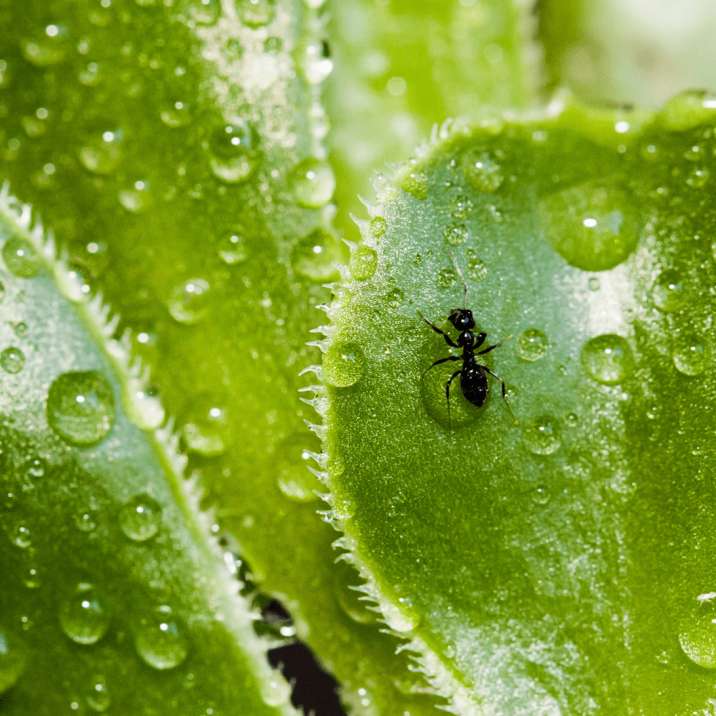 An ant on a leaf, surrounded by water droplets.