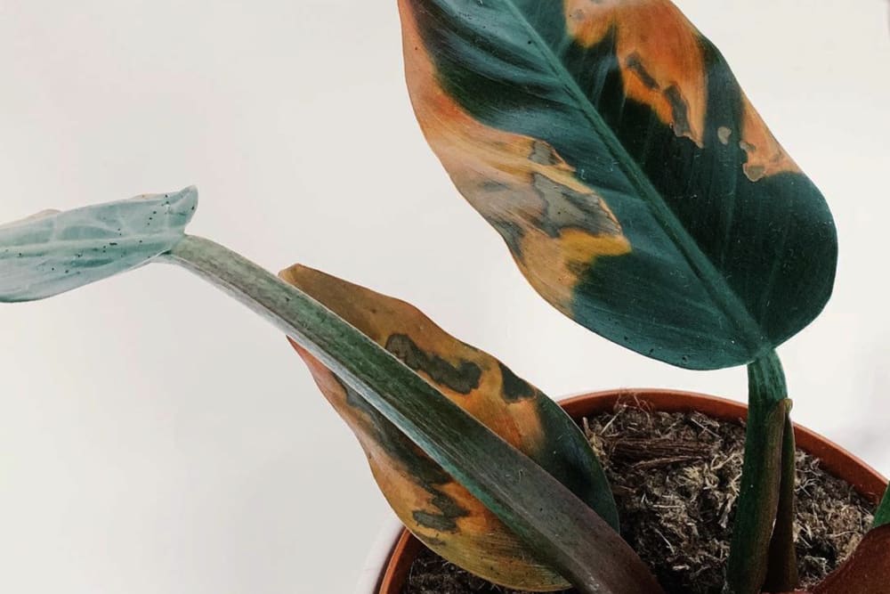 Large sunburnt brown spots on a philodendron
